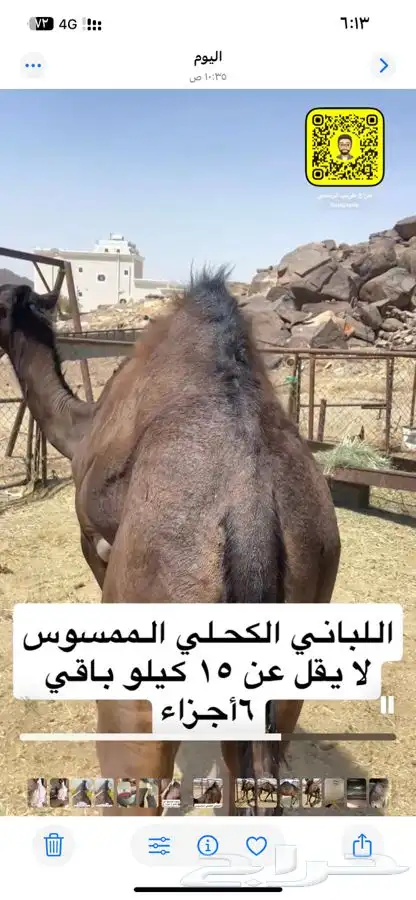 قعود شراكه 1