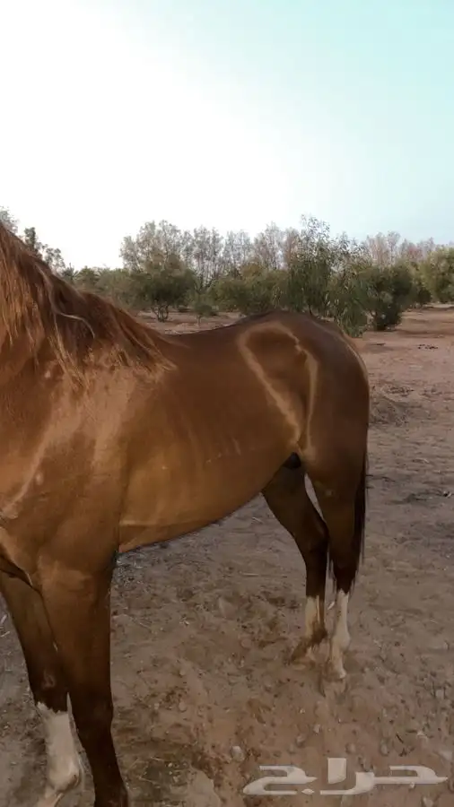 خيل شعبي 1