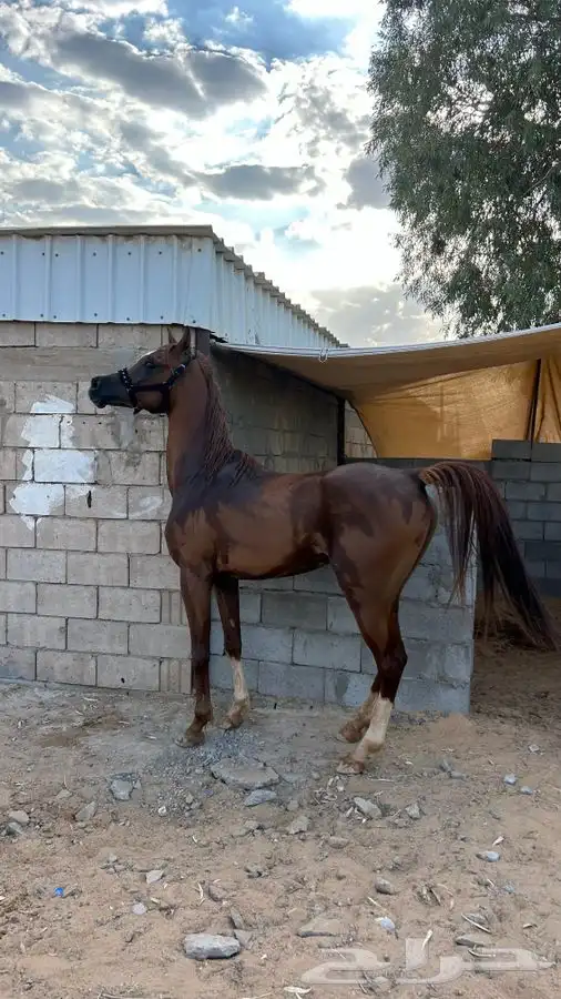 خيل شعبي 0