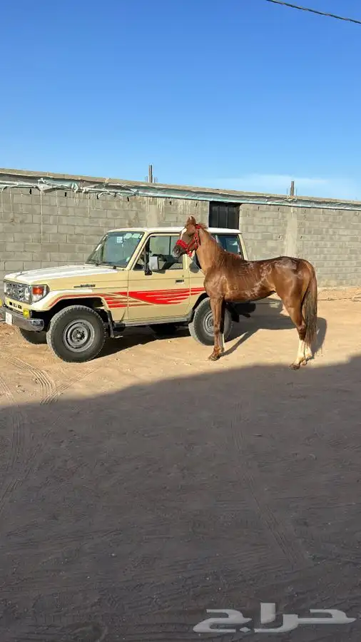 خيل شعبي 3