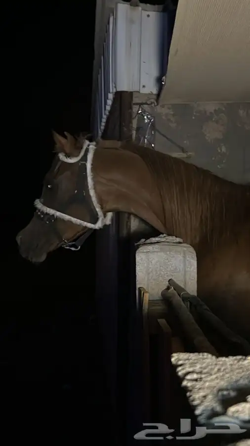 خيل شعبي 2