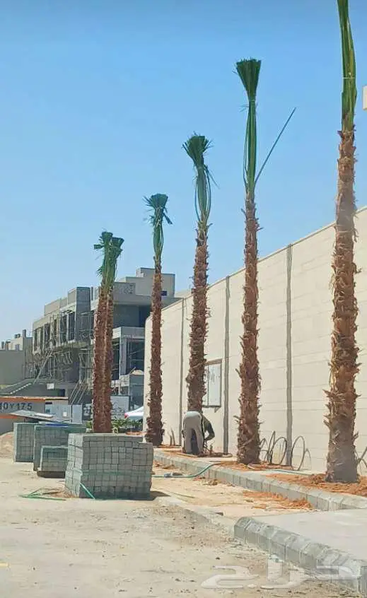 نخل واشنطني 7