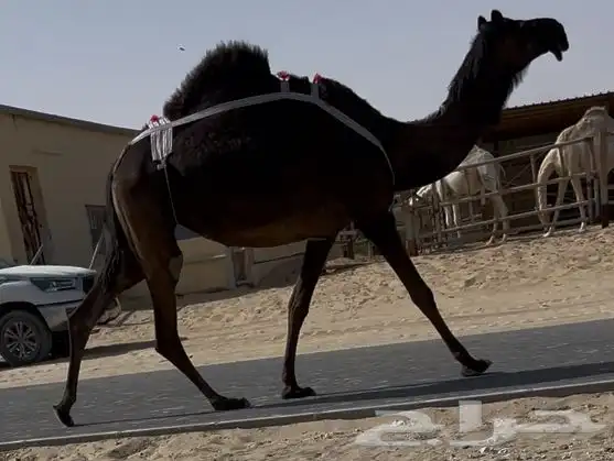 مجهم بكر خفوت طيبه وسليمه العذاريب 0