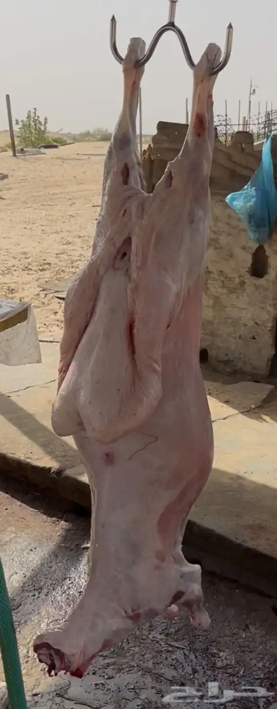 ذبايح 1