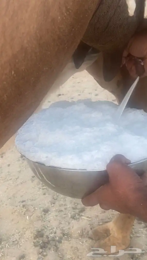 خلفه مصغر ساحليه. تم اللبيع 0