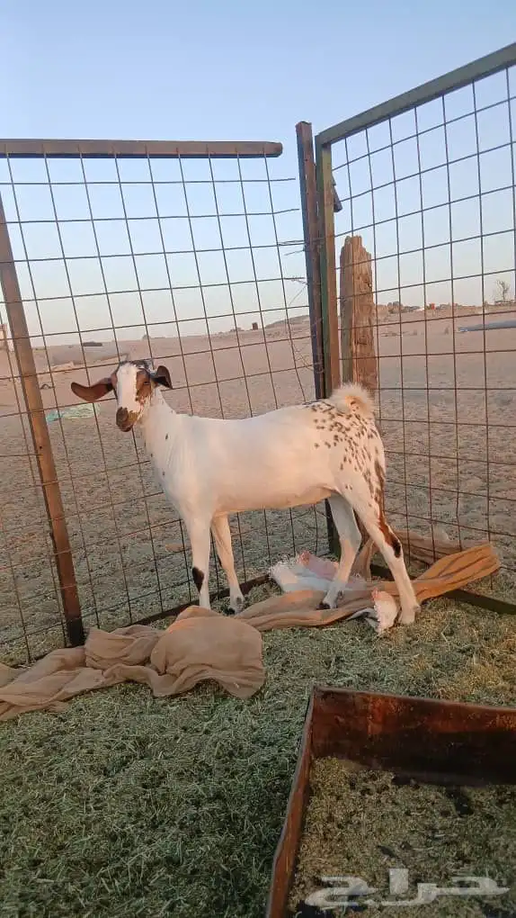 جفار بيشيات صنف انباعت الله يبارك له 8