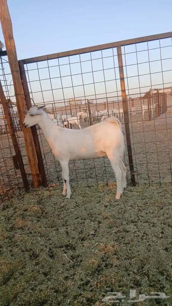 جفار بيشيات صنف انباعت الله يبارك له 5