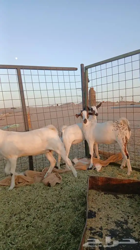 جفار بيشيات صنف انباعت الله يبارك له 4