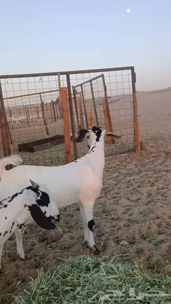 جفار بيشيات صنف انباعت الله يبارك له 7