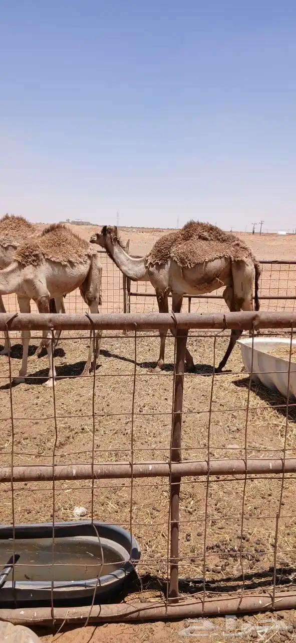 نياق 10