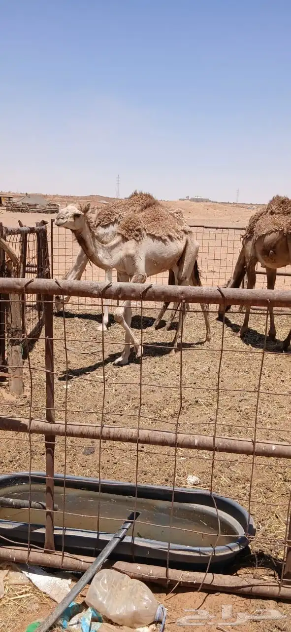 نياق 9