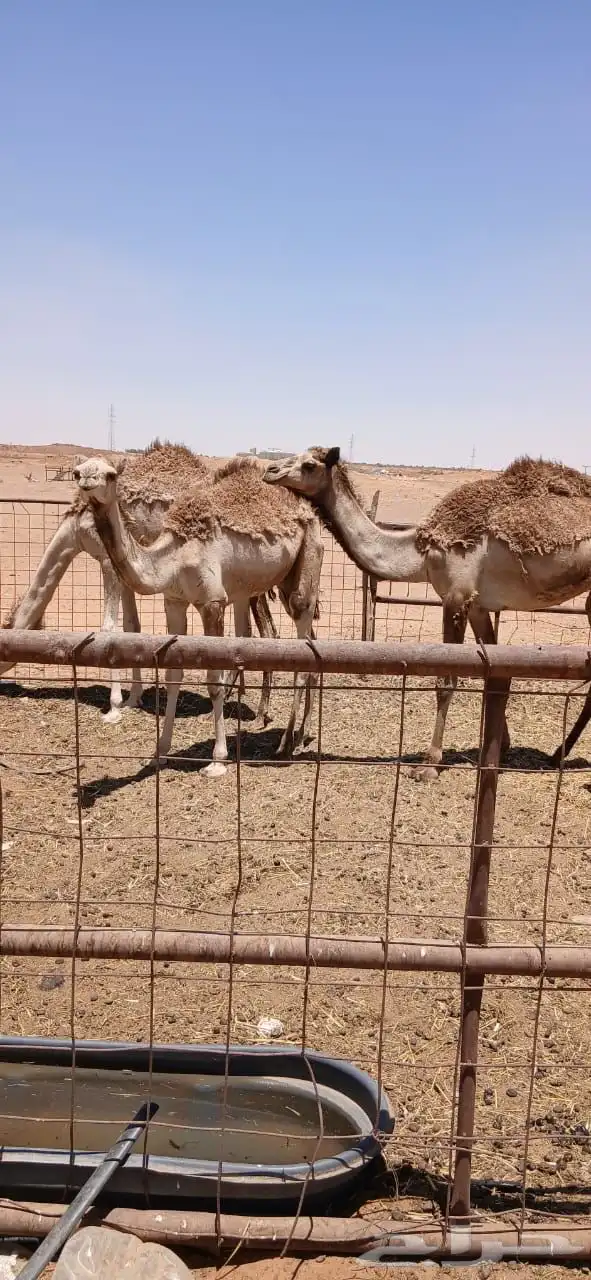 نياق 8