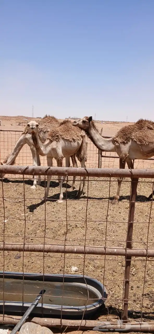 نياق 7