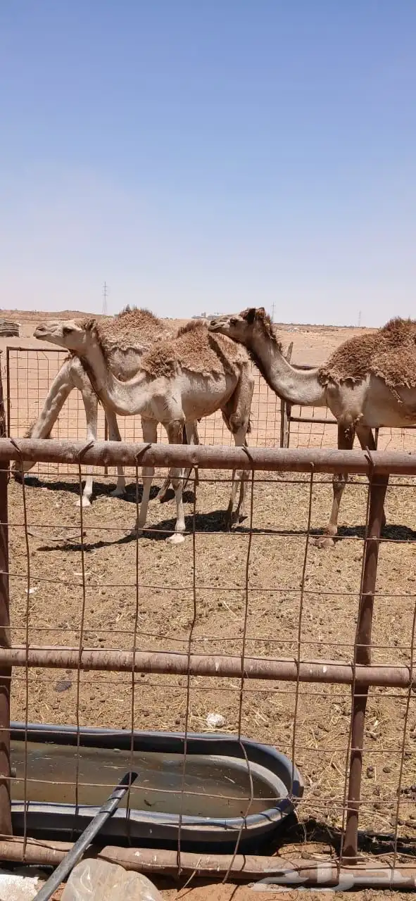 نياق 11