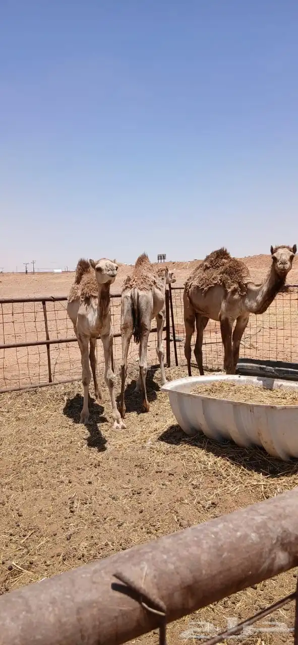 نياق 6
