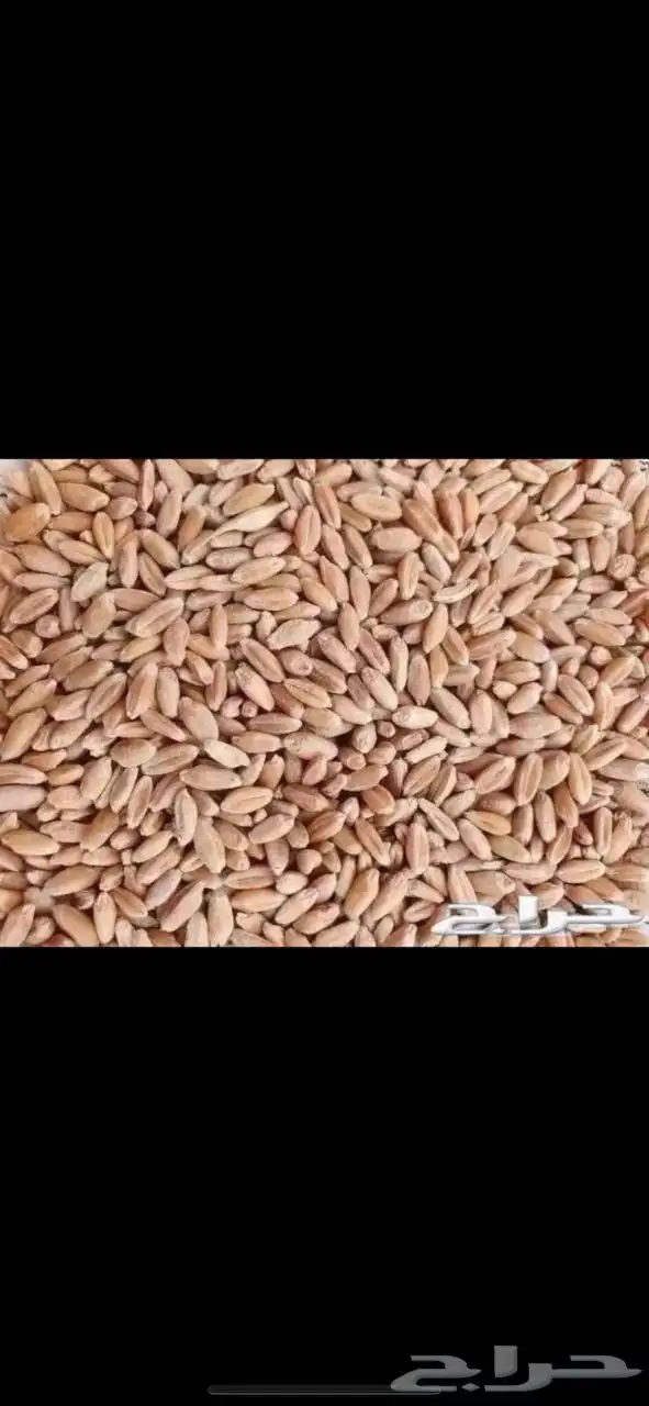للبيع معيه بر بدون كيماوي 0