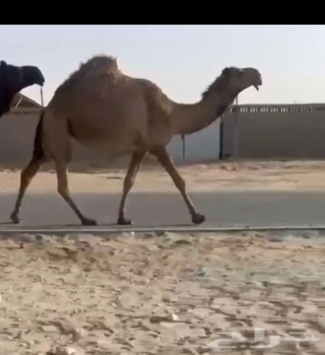 عجم ثنيه تربع 0