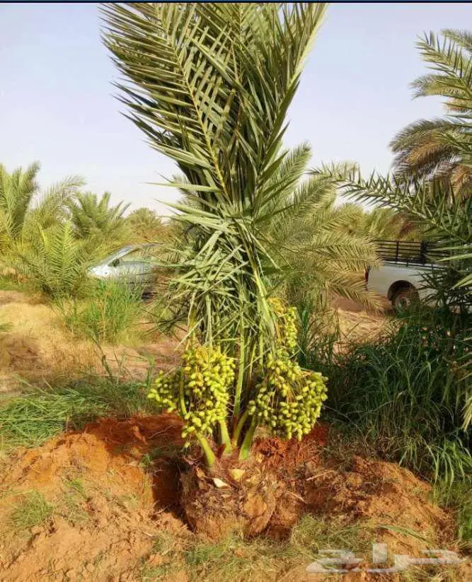 نخل مثمر للبيع شيشي سكري صقعي مجدول نخيل جميع لانواع برحي 4