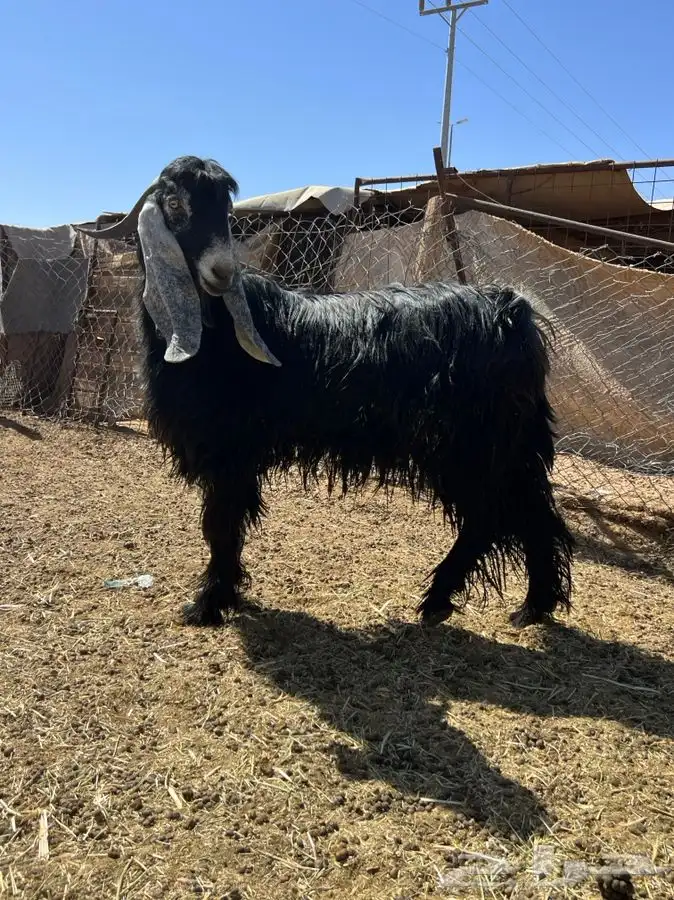 تم اللبيع الله يبارك الشاري 1