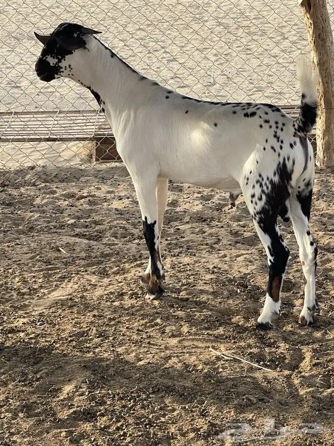مشروع فحل امرخ بابوري من إنتاج الفحل طويق للبيع 0
