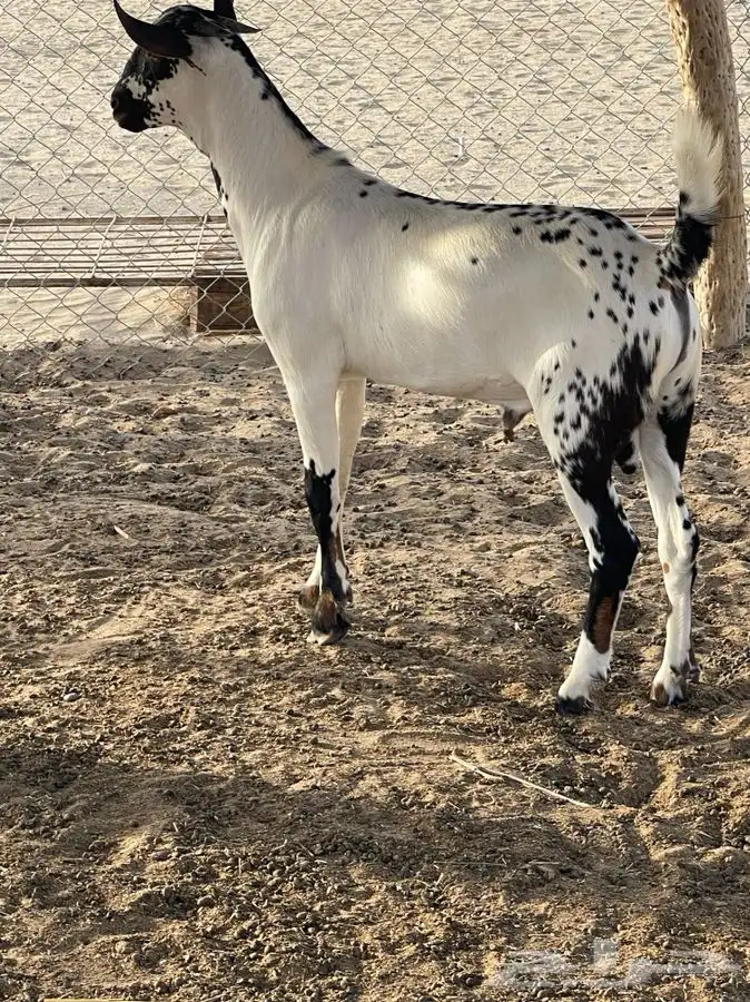 مشروع فحل امرخ بابوري من إنتاج الفحل طويق للبيع 4