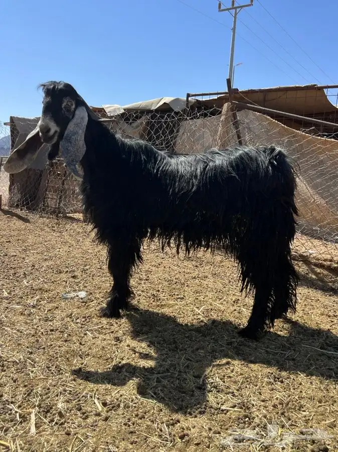 تم اللبيع الله يبارك الشاري 0