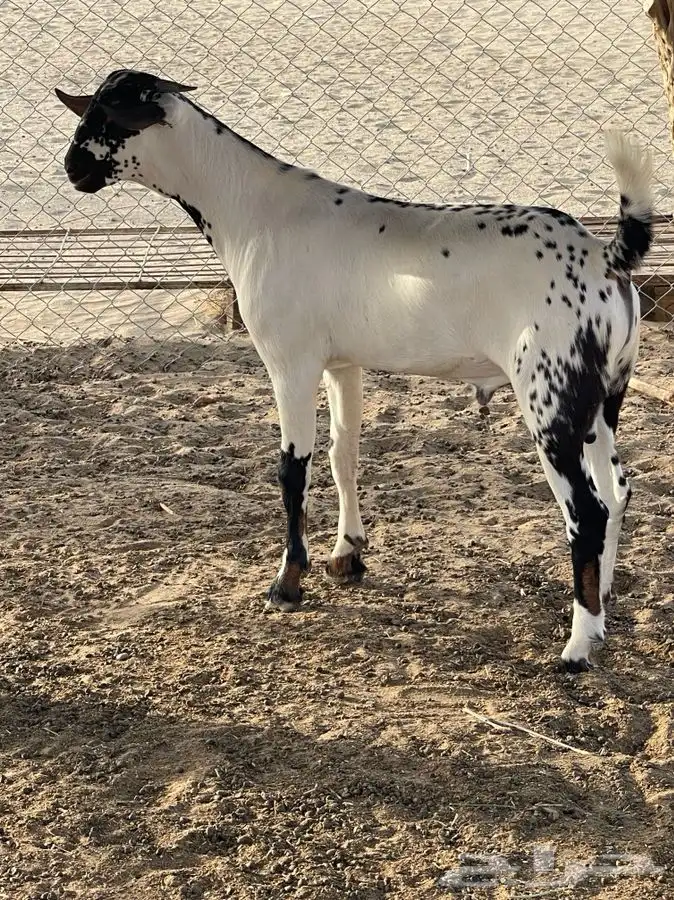 مشروع فحل امرخ بابوري من إنتاج الفحل طويق للبيع 3