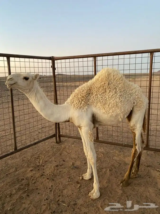 حشو للبيع 2