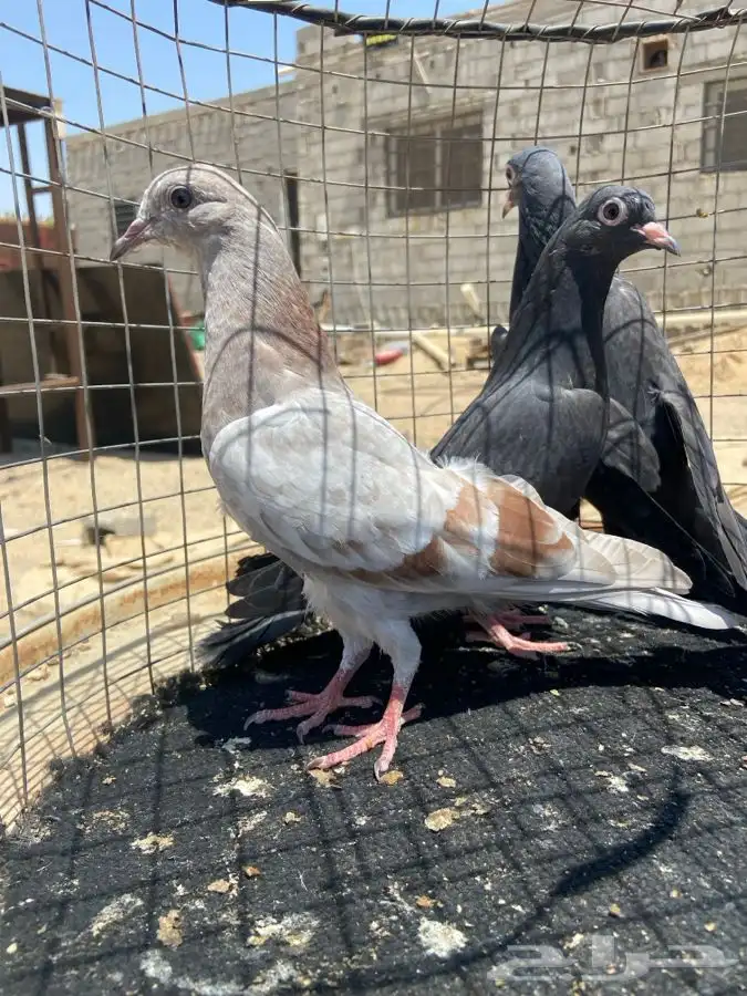طبات باكستانيات تم البيع 5