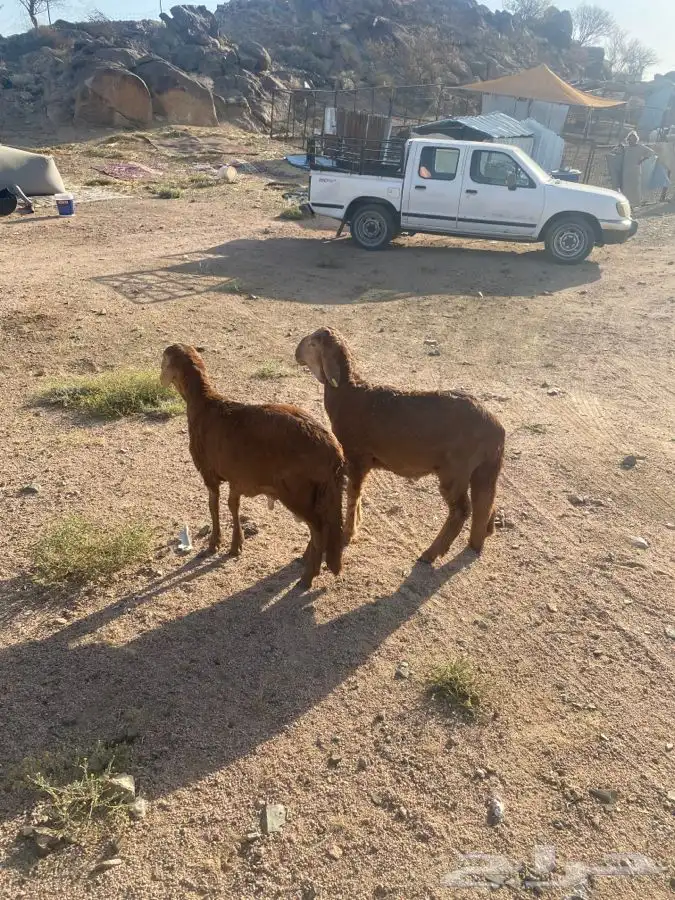 2 سواكن حمريه سمان 2