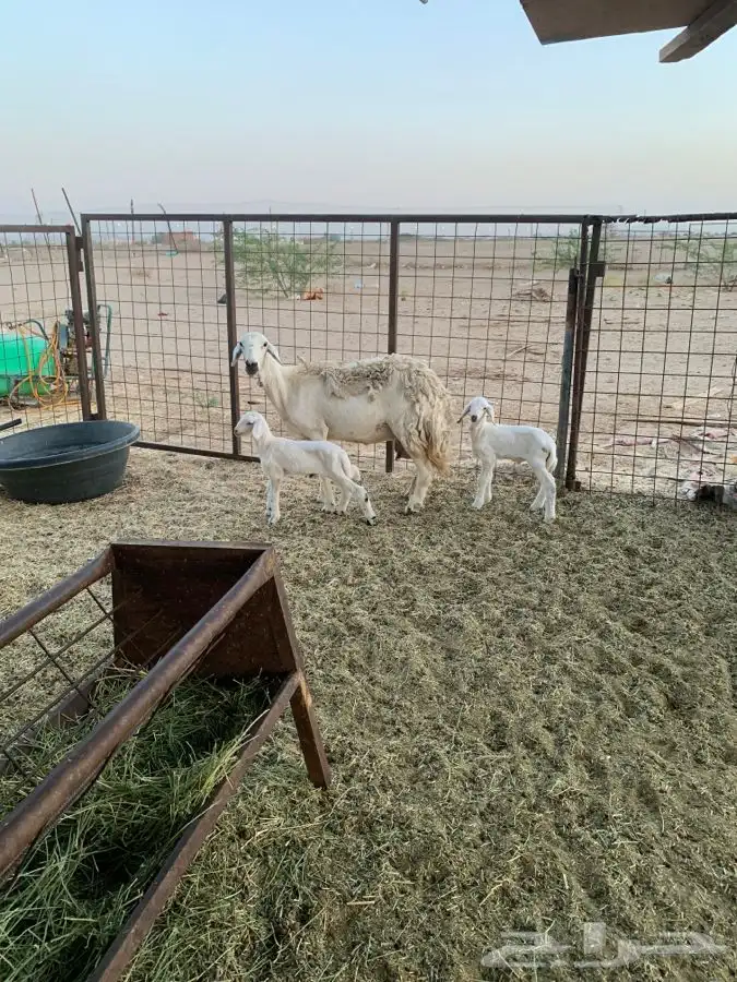 نعجه متوم 0