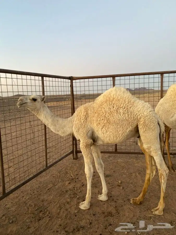حشو للبيع 0
