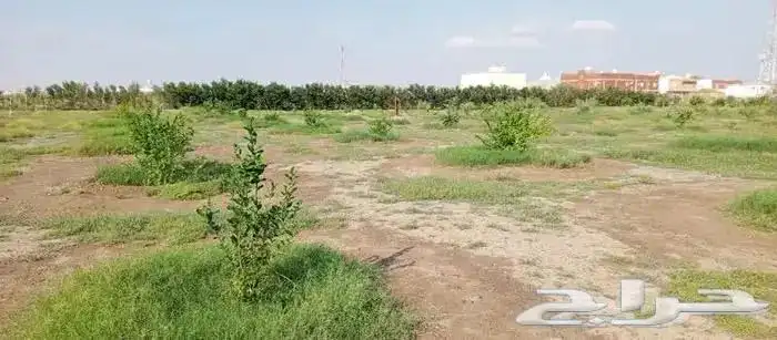 مزرعة فخمه للبيع بشمال شرق جدة 3
