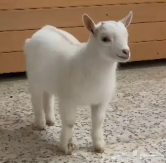 ماعز قزم 10