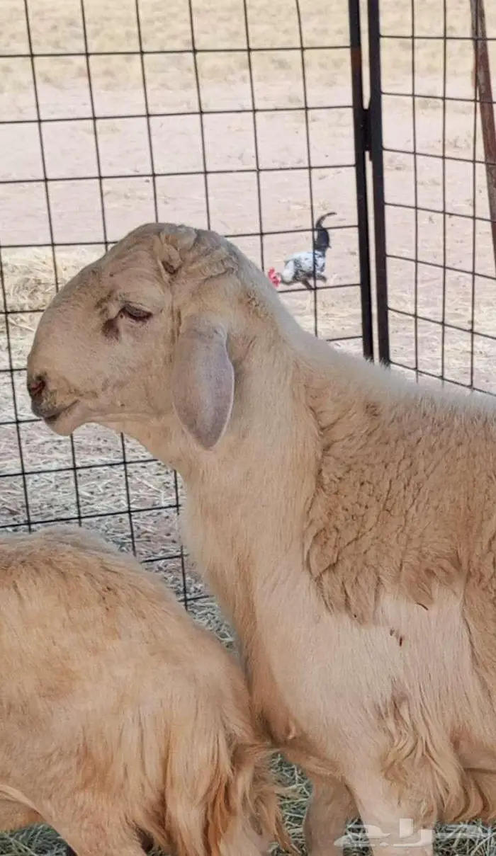 مشروع فحل حري فاخر 1