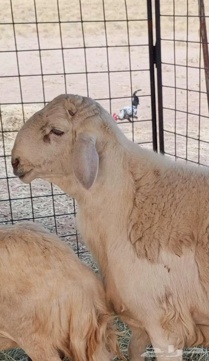 مشروع فحل حري فاخر 1