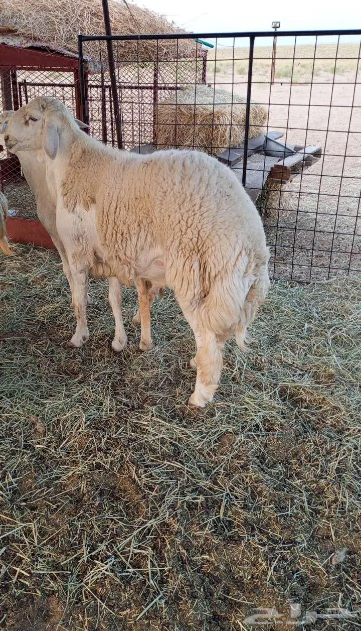مشروع فحل حري فاخر 0