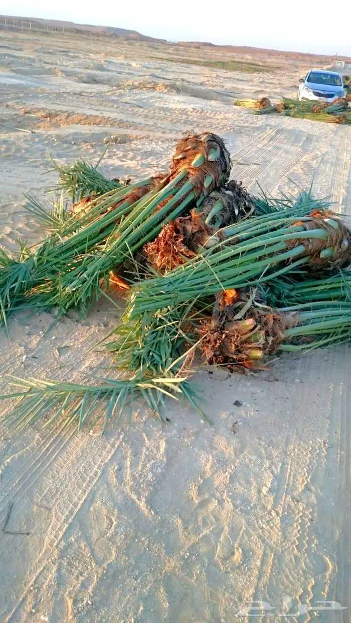نخل مثمر للبيع شيشي سكري صقعي مجدول نخيل جميع لانواع برحي 6