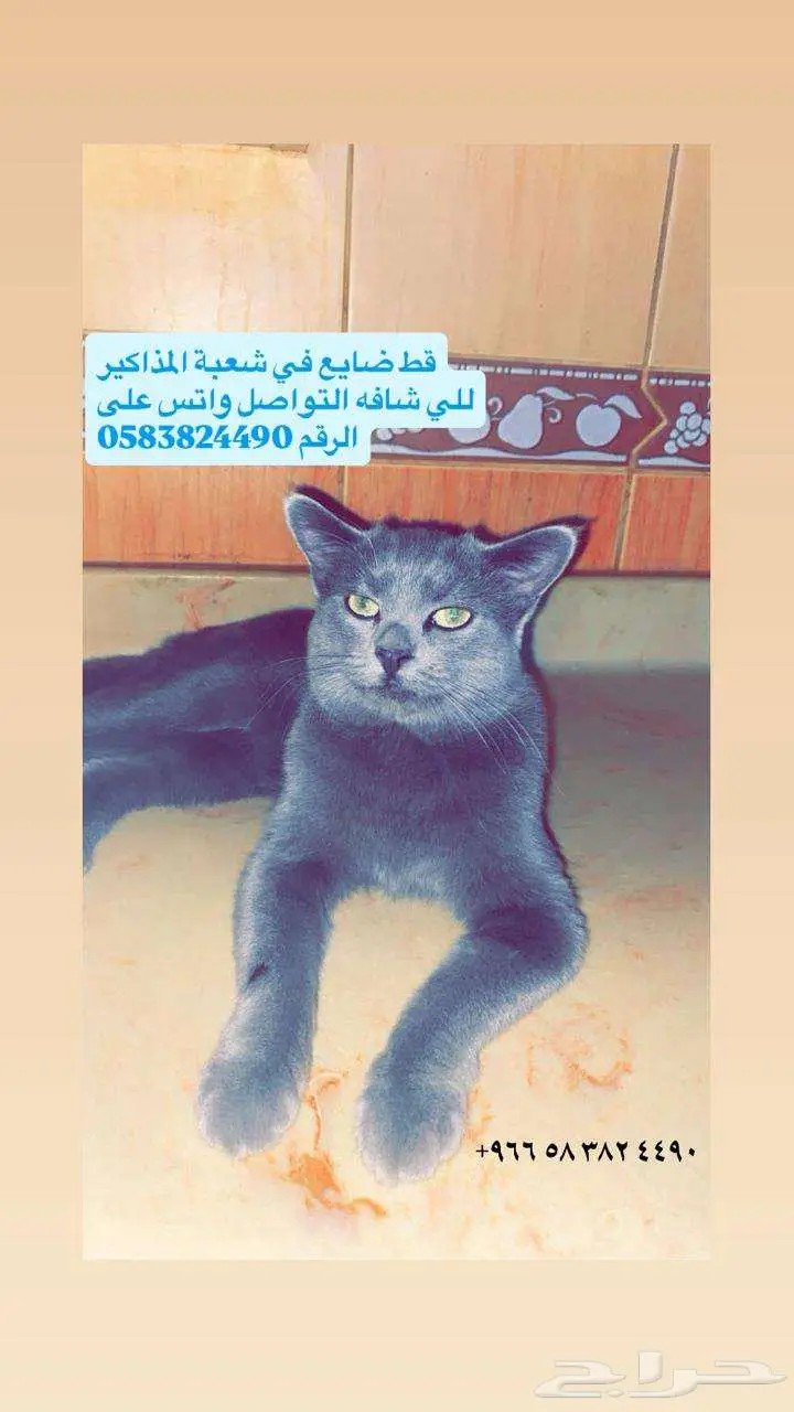 قط ضايع 0