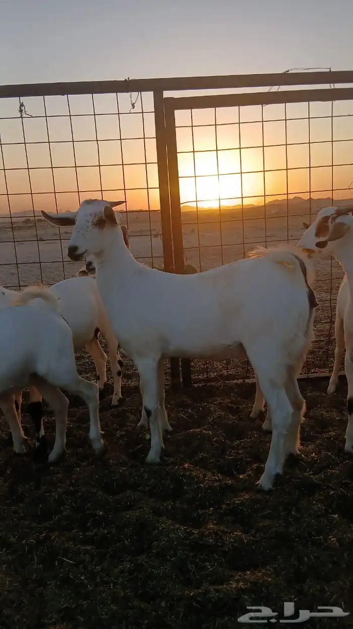 جفار بيشيات صنف انباعت الله يبارك له 2