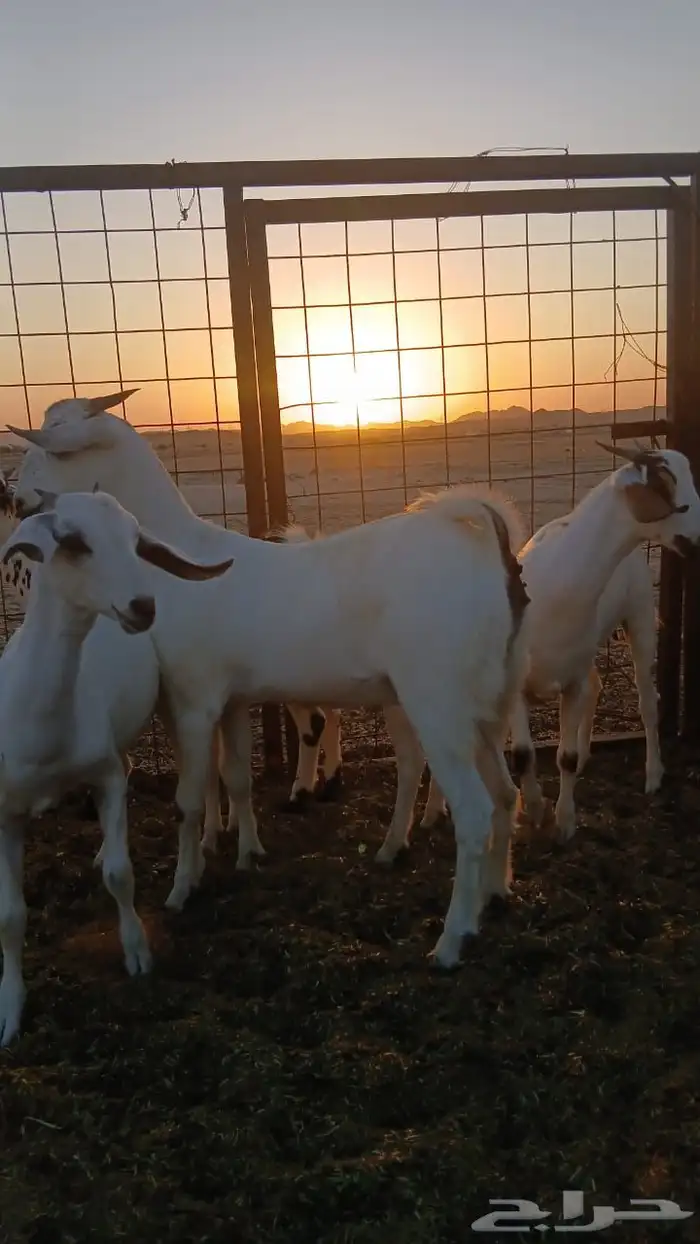 جفار بيشيات صنف انباعت الله يبارك له 1