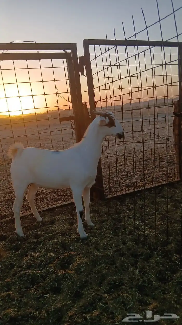 جفار بيشيات صنف انباعت الله يبارك له 0