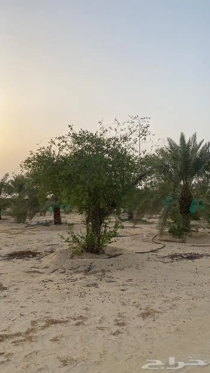 مزرعة في الجبيل للبيع 10