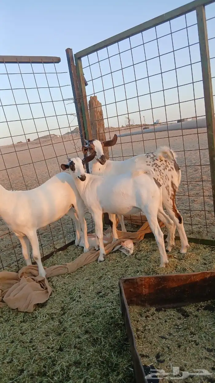 جفار بيشيات صنف انباعت الله يبارك له 3