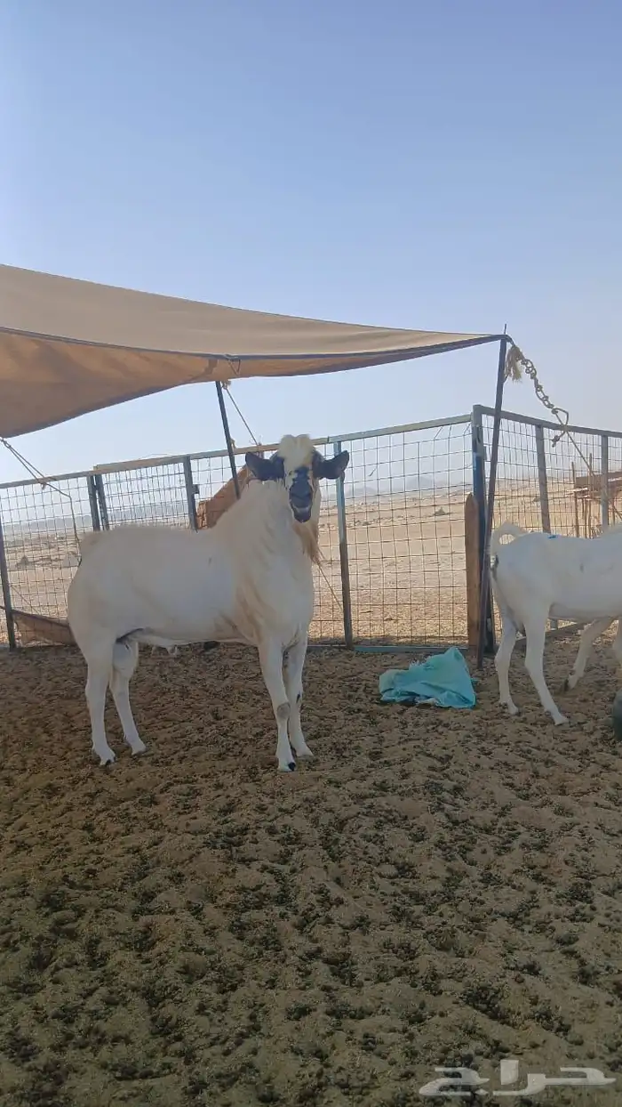 جفار بيشيات صنف انباعت الله يبارك له 9