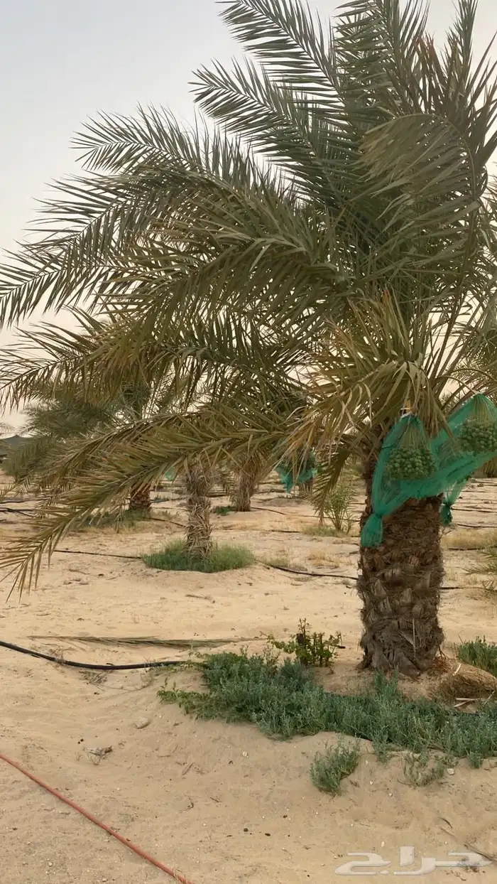 مزرعة في الجبيل للبيع 7