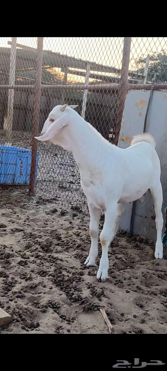 مشروع فحل بيشي أبرص. 0