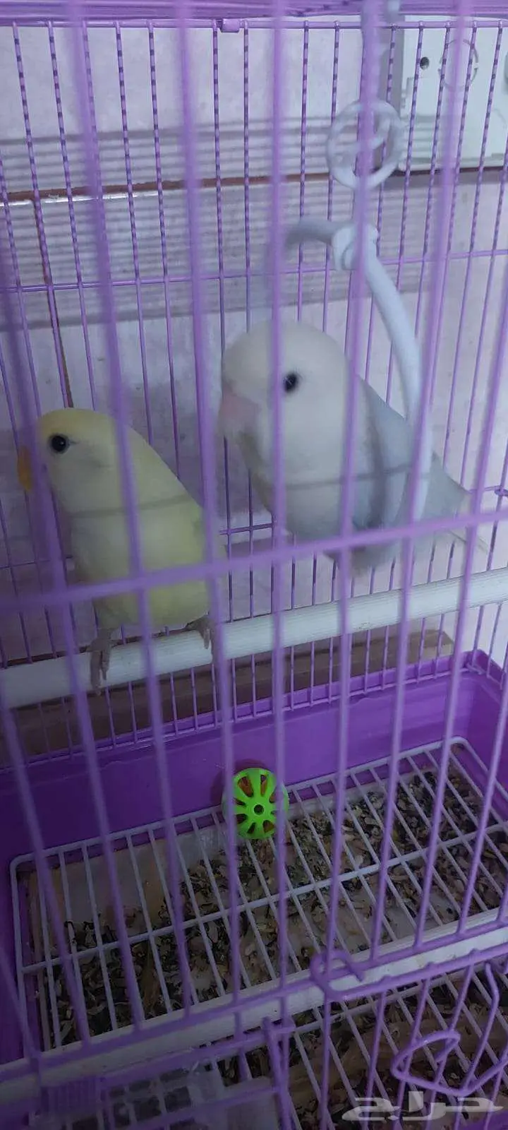 روز 0