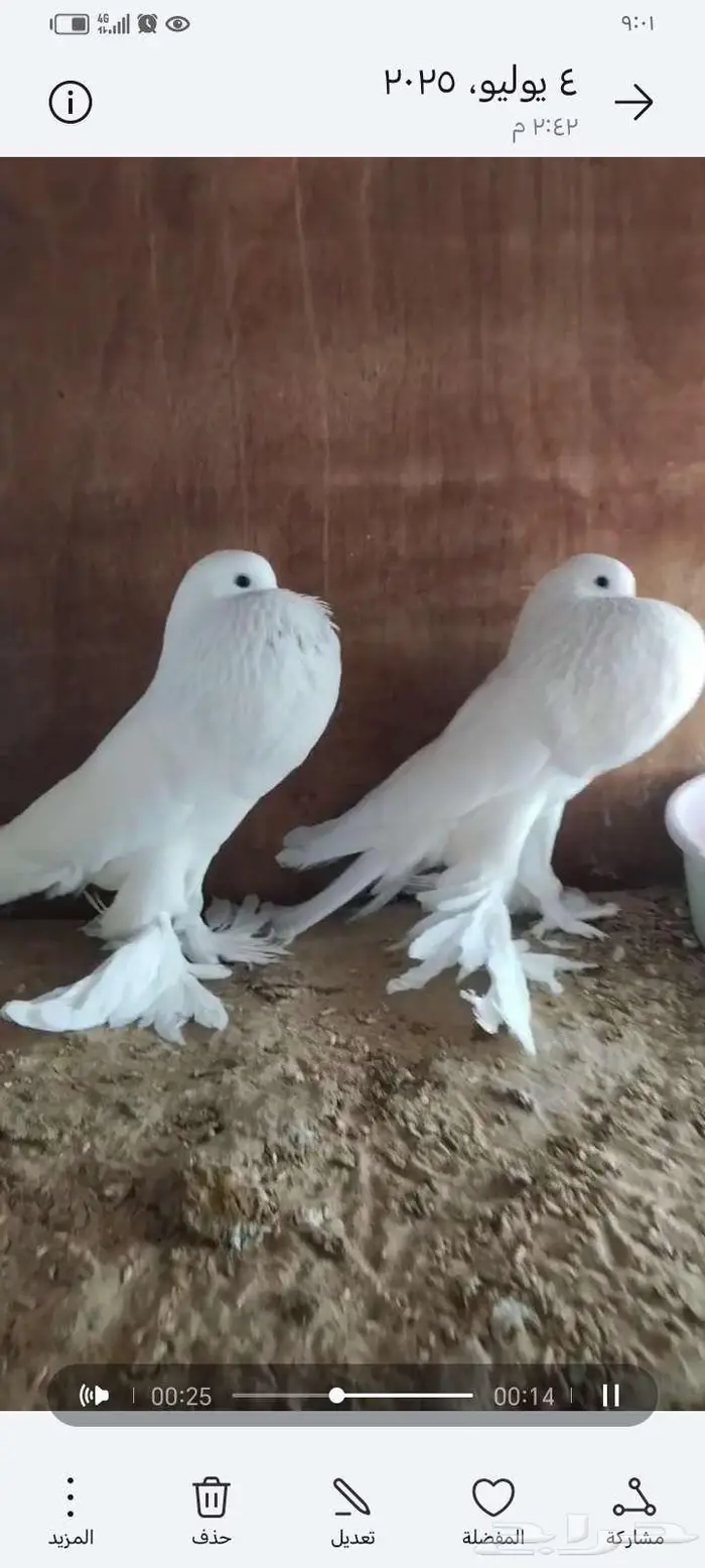 جوز نفاخي ابيض 0