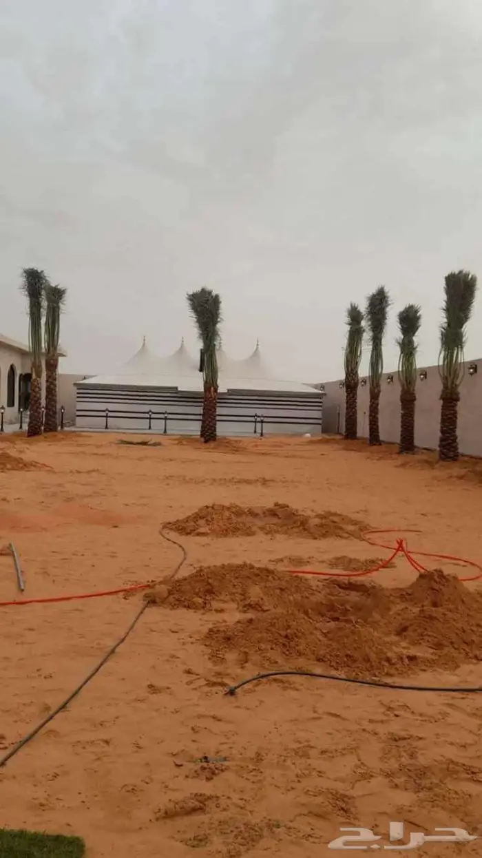 نخل مثمر للبيع شيشي سكري صقعي مجدول نخيل جميع لانواع برحي 9